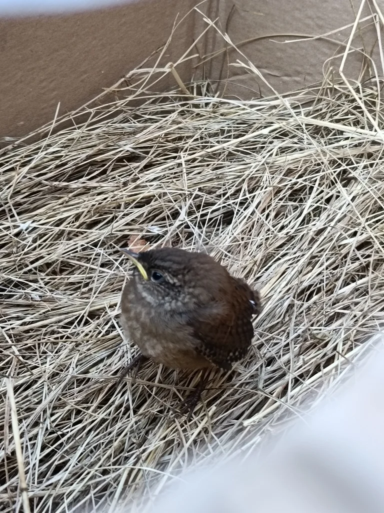 鹪鹩(Troglodytes troglodytes)
