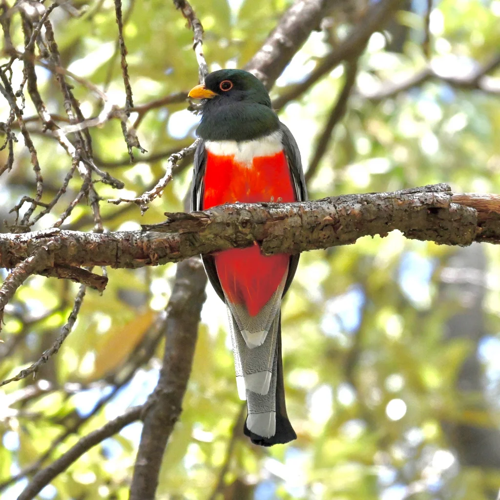 Trogon ambiguus(Trogon ambiguus)