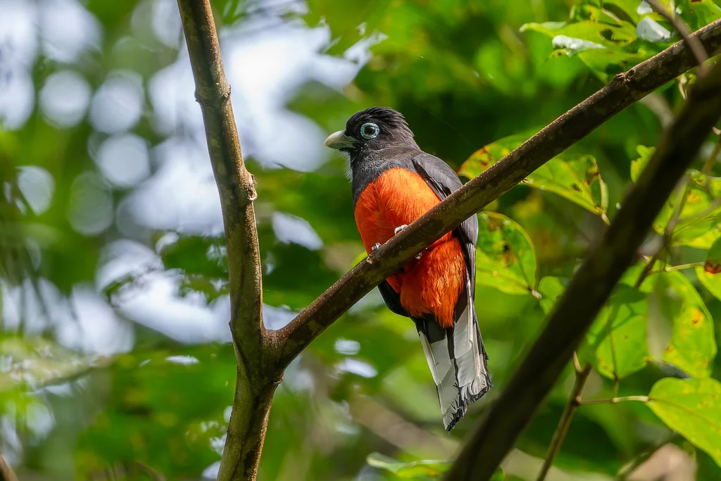 拜氏美洲咬鹃(Trogon bairdii)