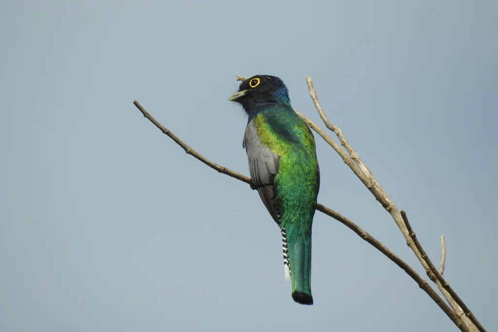 斑尾美洲咬鹃(Trogon caligatus)