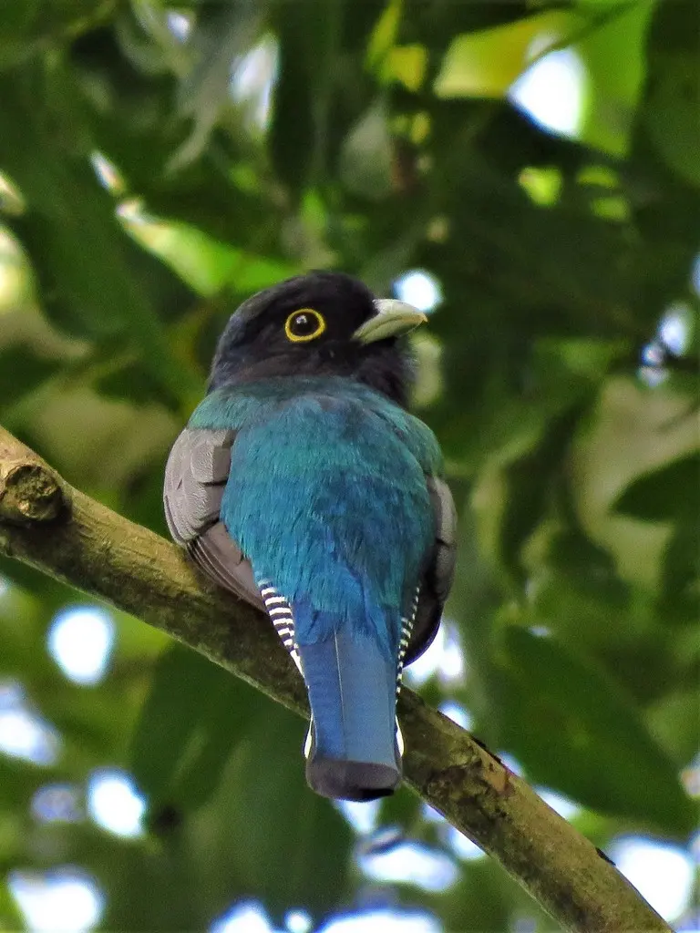 斑尾美洲咬鹃(Trogon caligatus)
