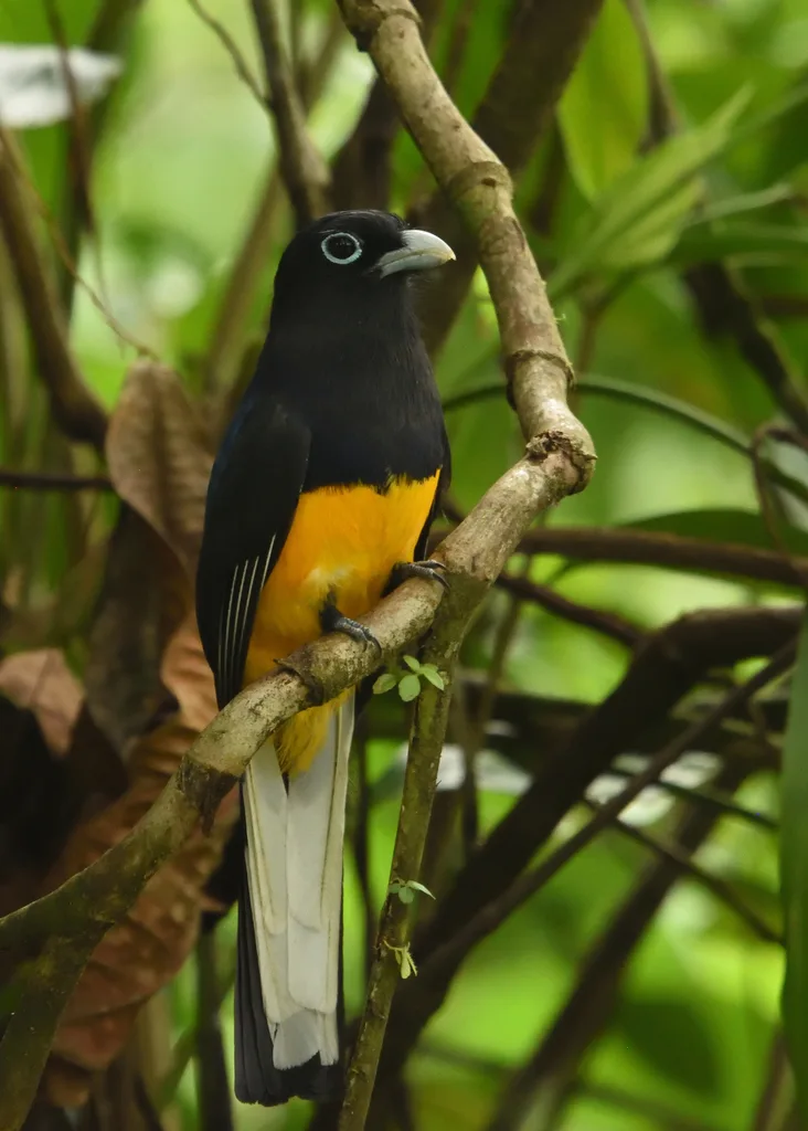 白尾美洲咬鹃(Trogon chionurus)