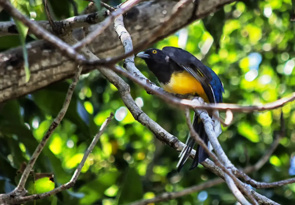 黄纹美洲咬鹃(Trogon citreolus)