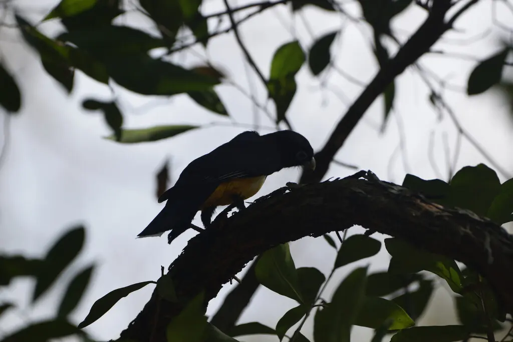 黑头美洲咬鹃(Trogon melanocephalus)