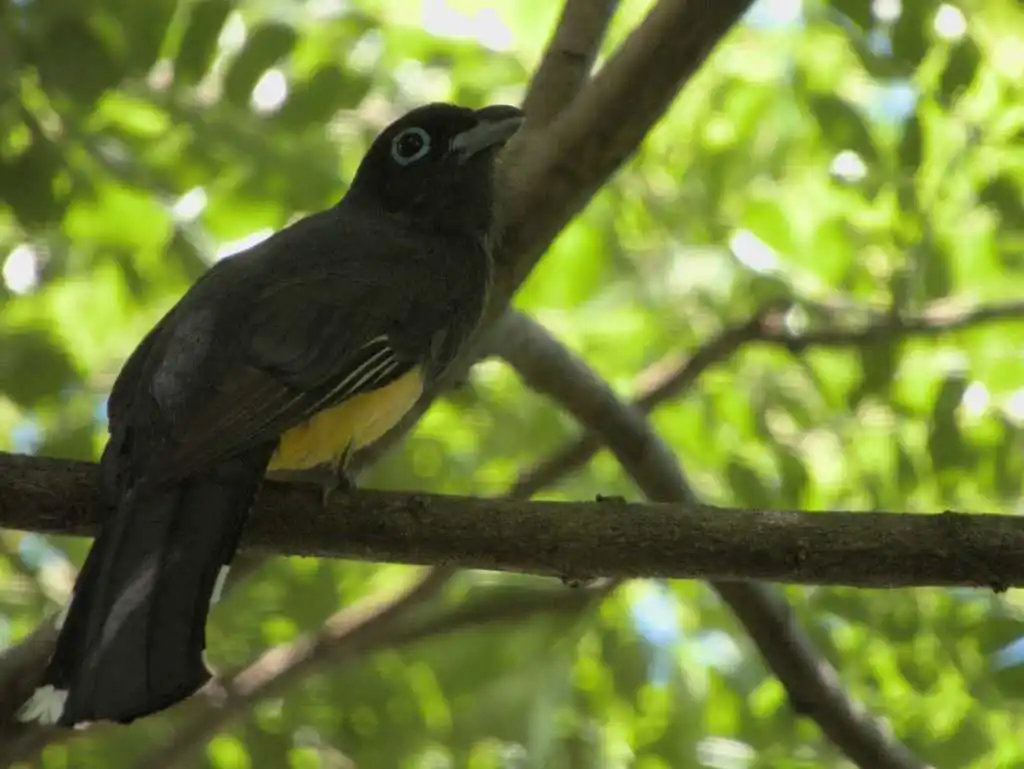 黑头美洲咬鹃(Trogon melanocephalus)
