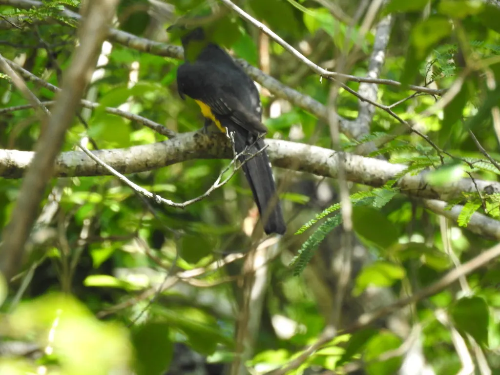 黑头美洲咬鹃(Trogon melanocephalus)