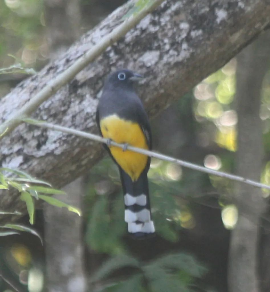 黑头美洲咬鹃(Trogon melanocephalus)