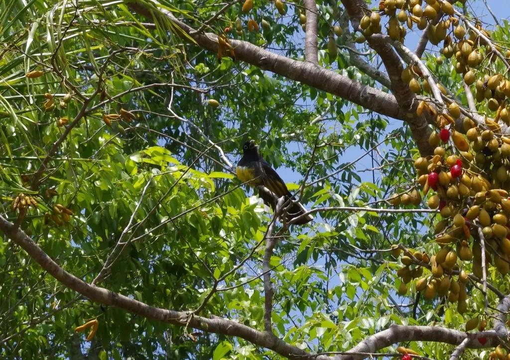 黑头美洲咬鹃（Trogon melanocephalus）