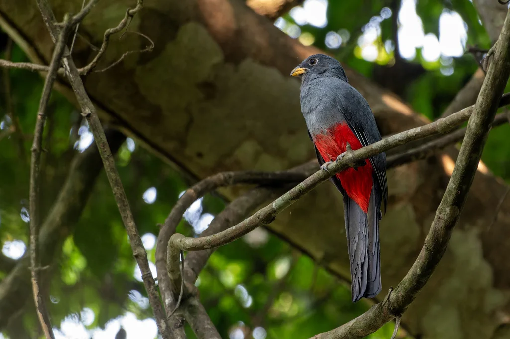 黑尾美洲咬鹃(Trogon melanurus)