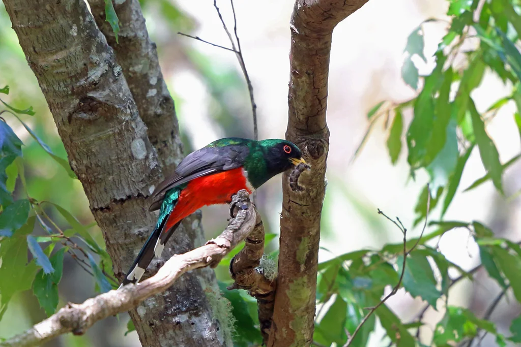 高山美洲咬鹃(Trogon mexicanus)