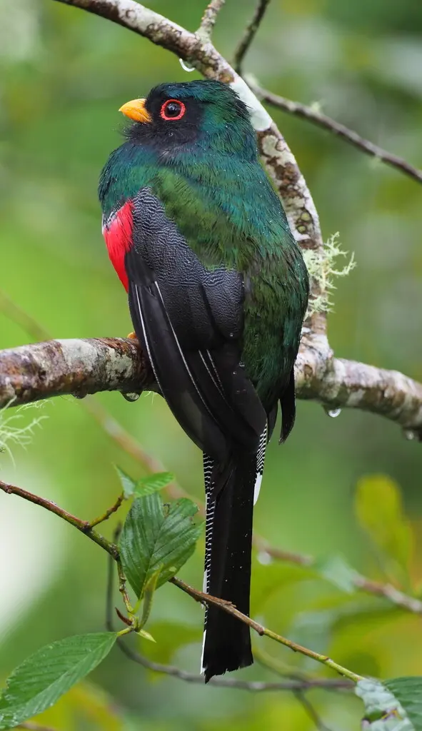 美洲咬鹃（Trogon personatus）