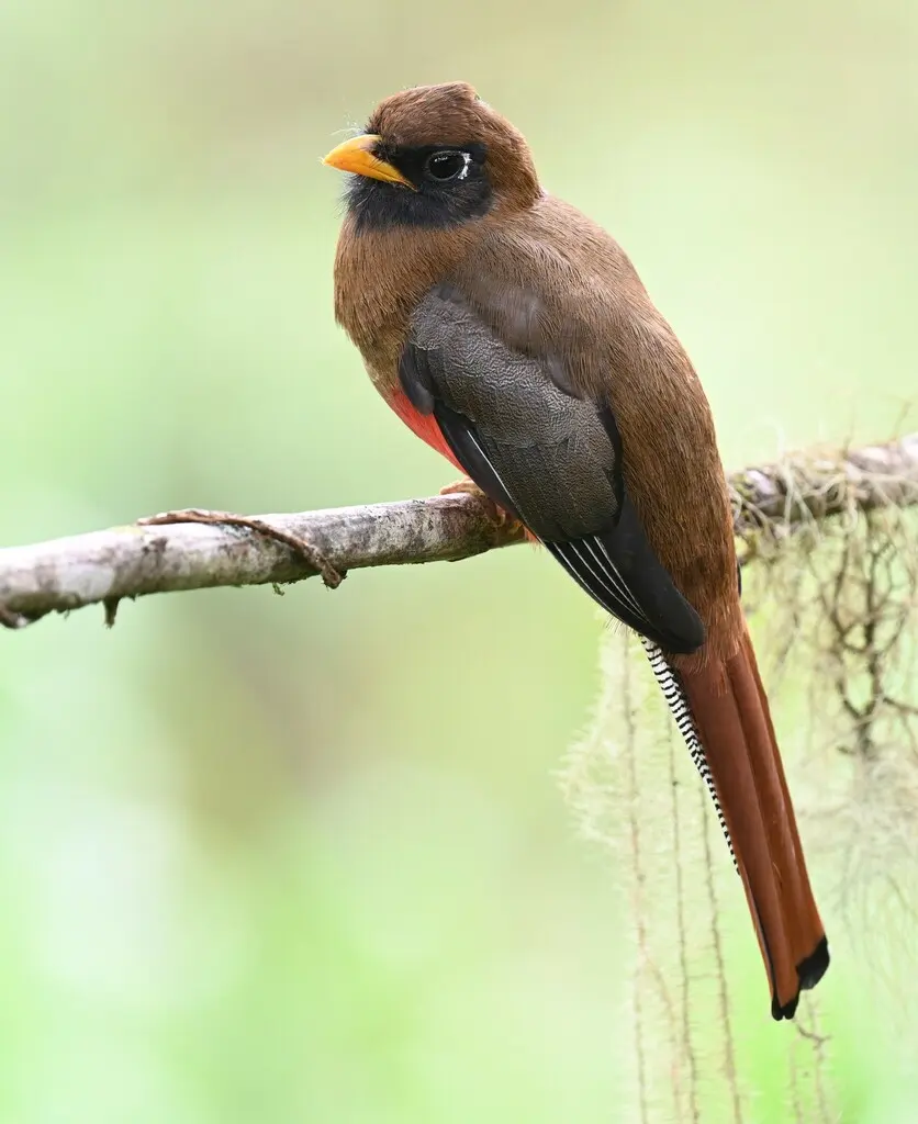 美洲咬鹃（Trogon personatus）