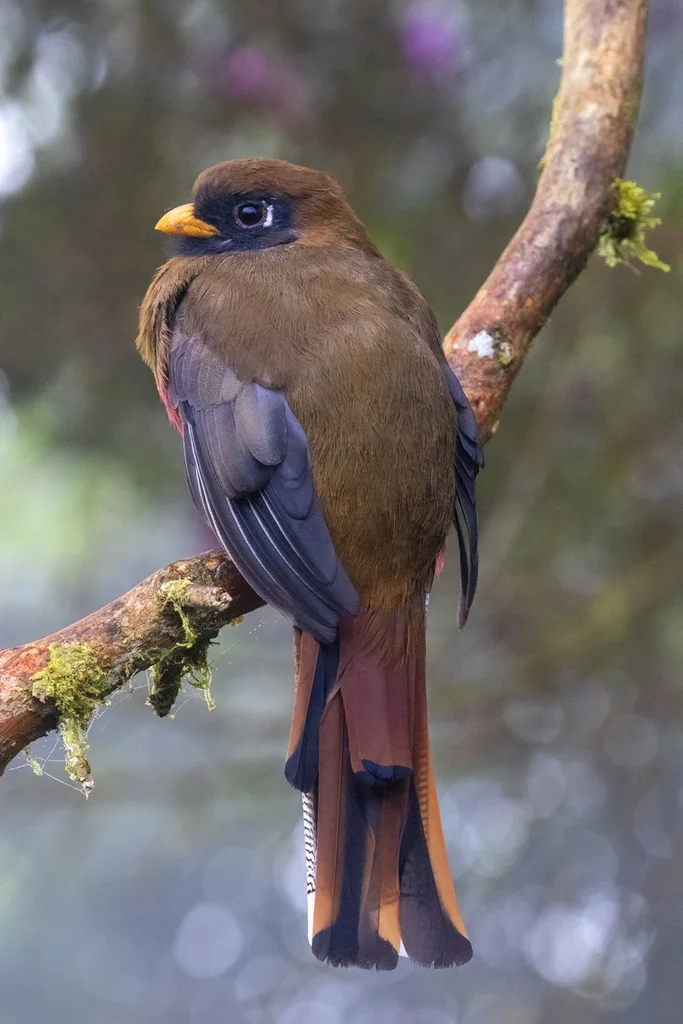 美洲咬鹃（Trogon personatus）