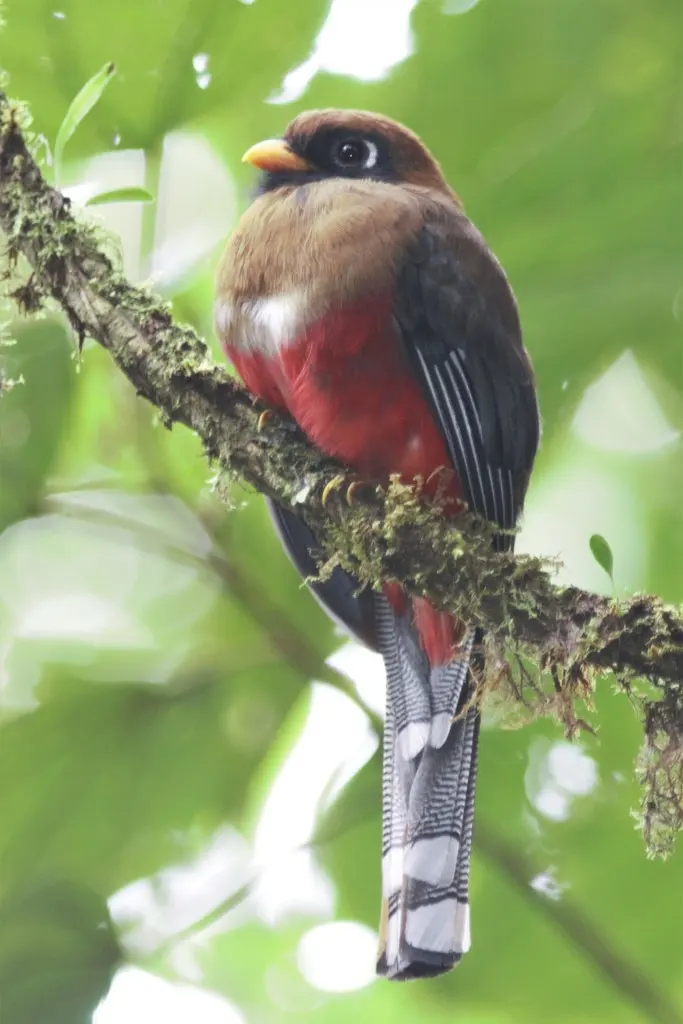 美洲咬鹃（Trogon personatus）