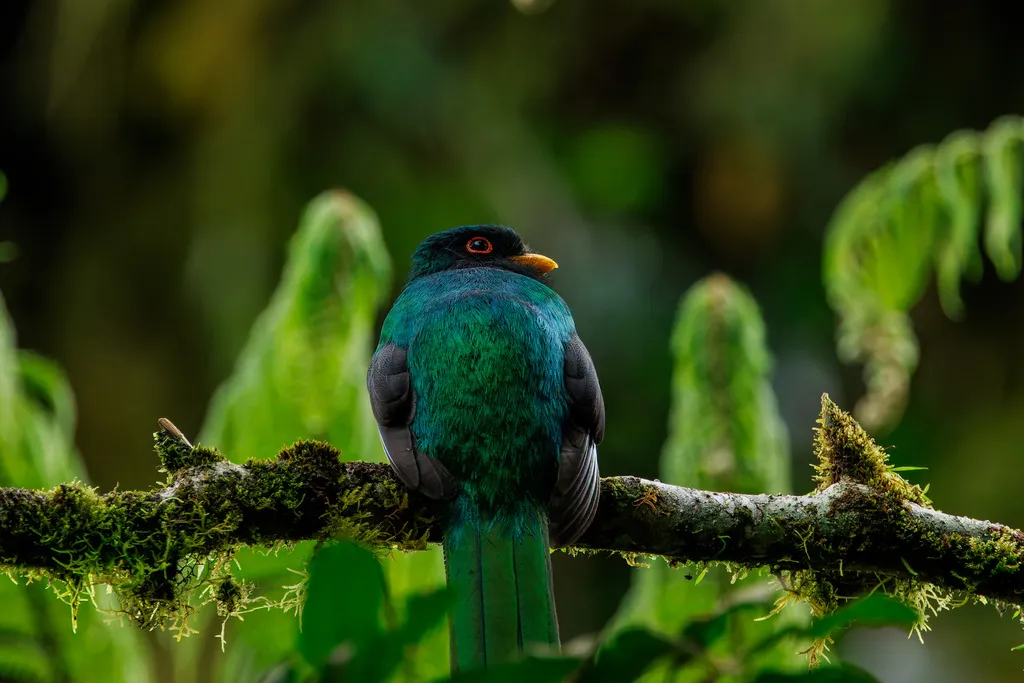美洲咬鹃（Trogon personatus）