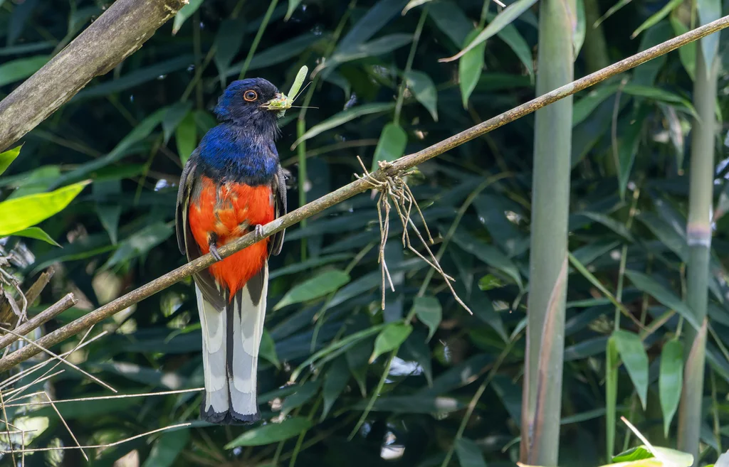苏鲁美洲咬鹃(Trogon surrucura)