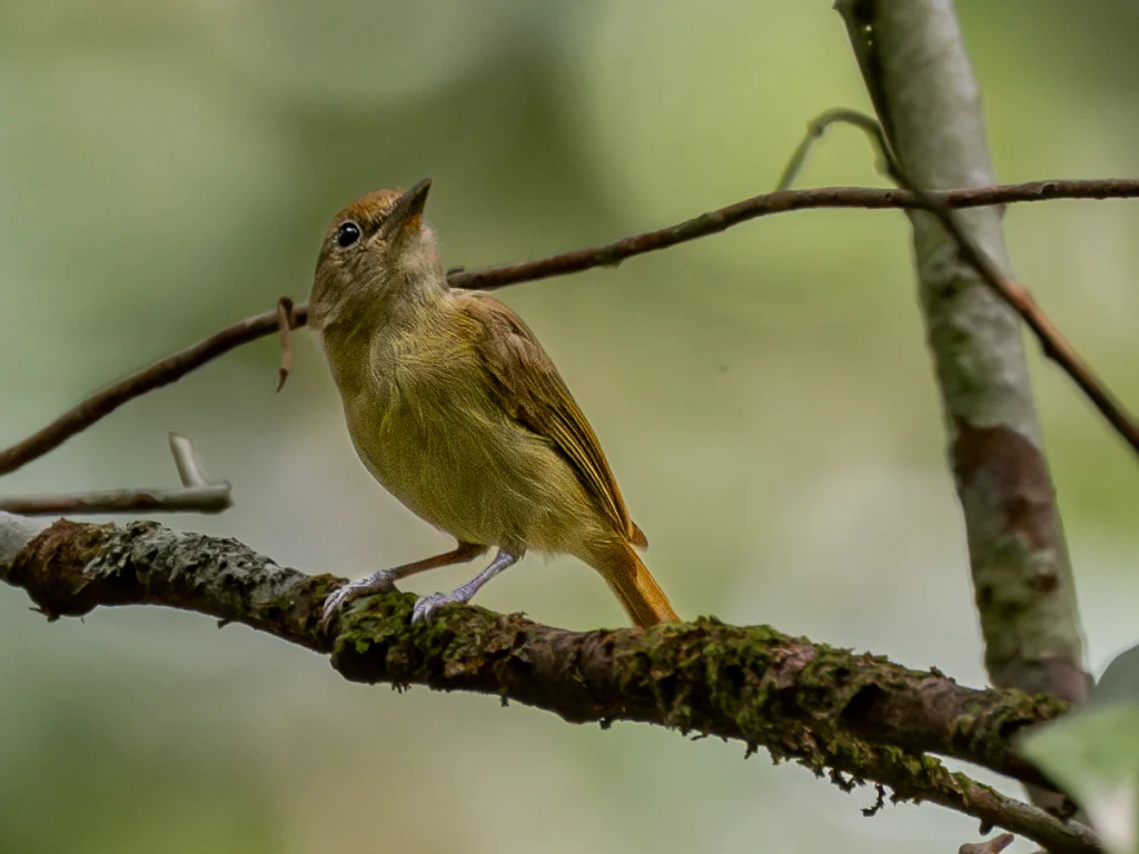 圭亚那绿莺雀（Tunchiornis luteifrons）