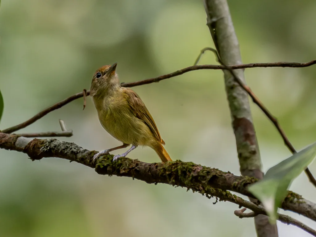 圭亚那绿莺雀（Tunchiornis luteifrons）