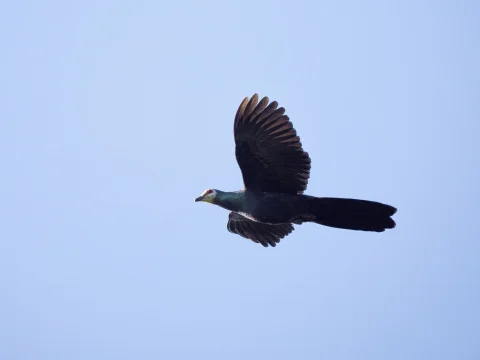 苏拉蕉鸠