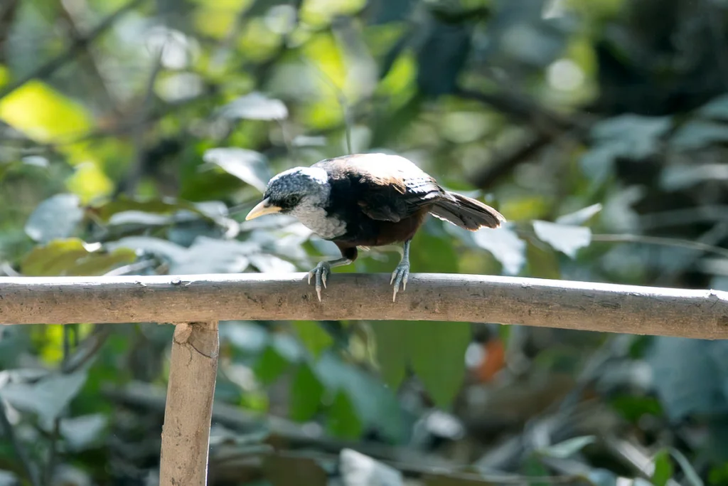 斗蓬鹛(Turdoides atripennis)