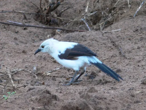 斑鸫鹛(Turdoides bicolor)
