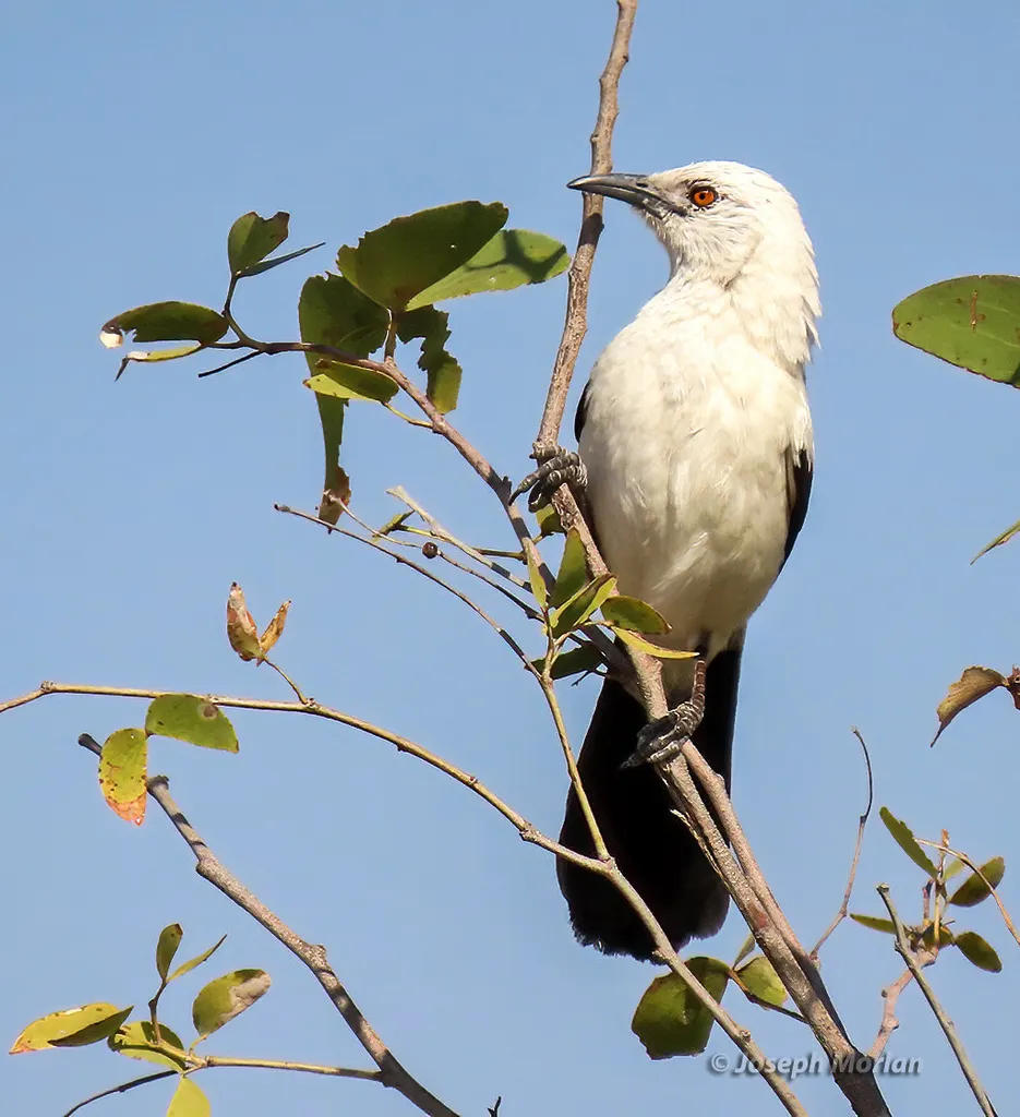 斑鸫鹛(Turdoides bicolor)