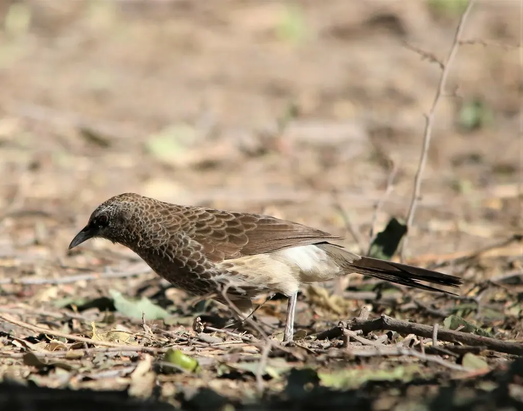 安哥拉鸫鹛(Turdoides hartlaubii)