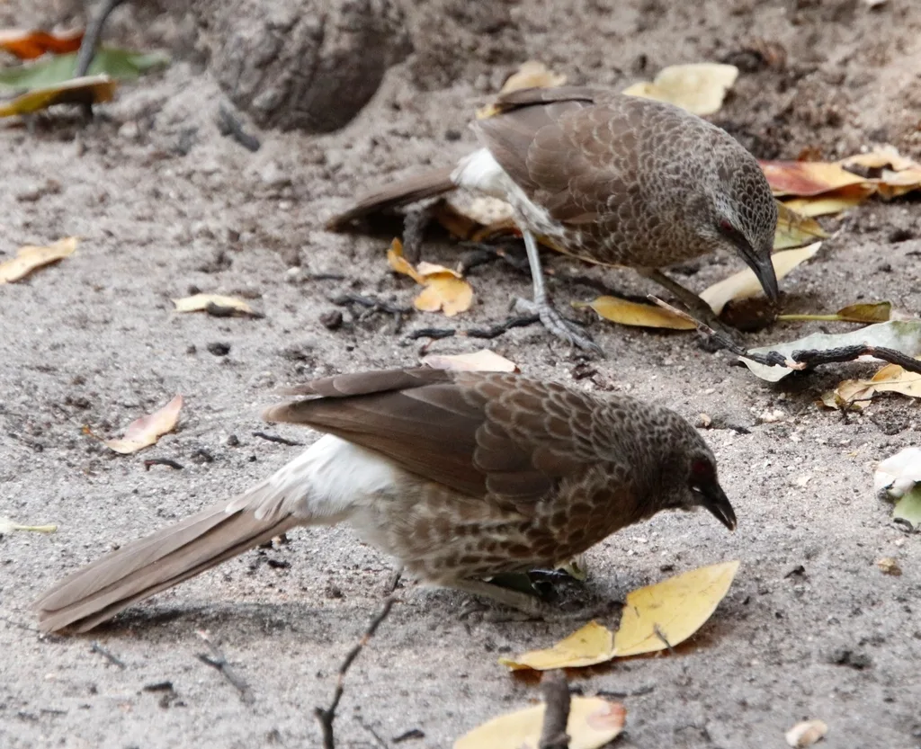 安哥拉鸫鹛(Turdoides hartlaubii)