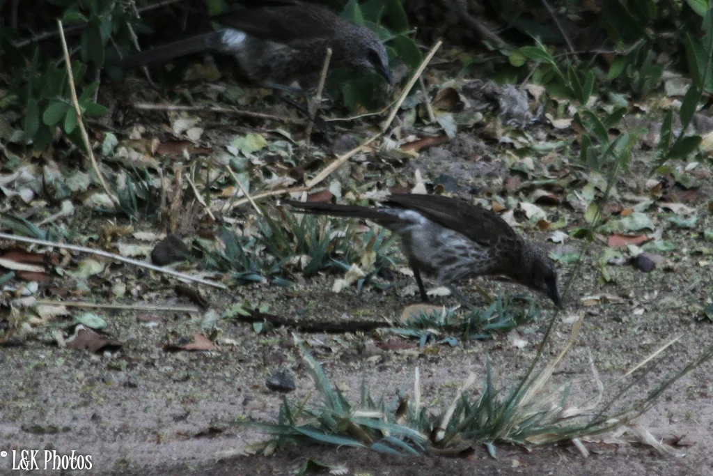 安哥拉鸫鹛(Turdoides hartlaubii)