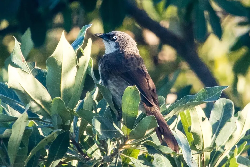 北斑鸫鹛（Turdoides hypoleuca）