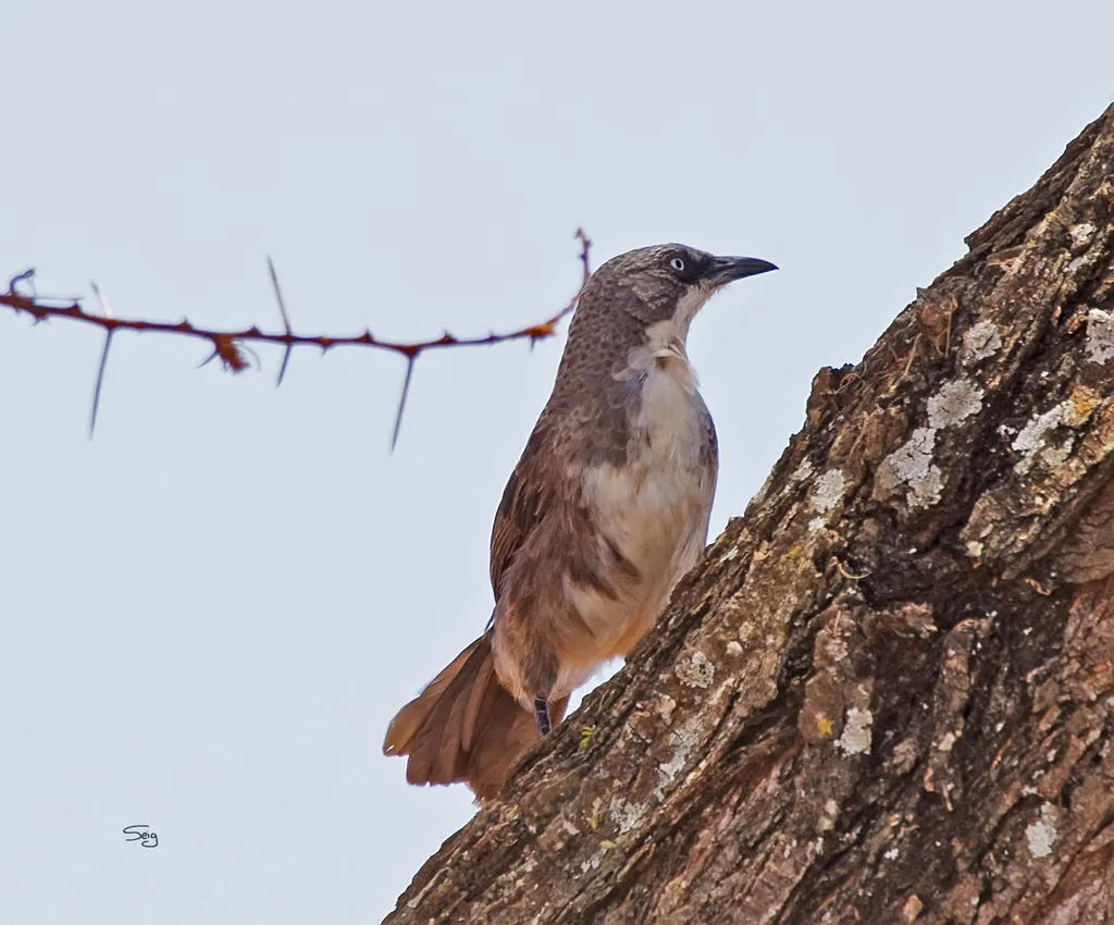 北斑鸫鹛（Turdoides hypoleuca）