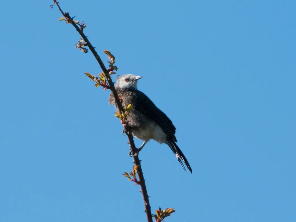 白头鸫鹛(Turdoides leucocephala)