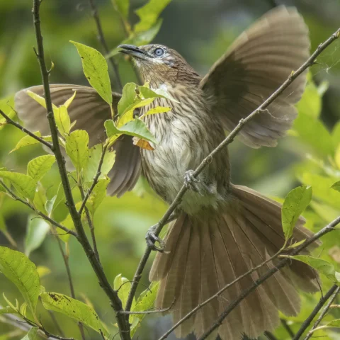 刺鸫鹛