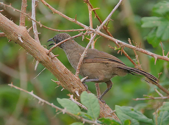 鳞羽鸫鹛(Turdoides squamulata)