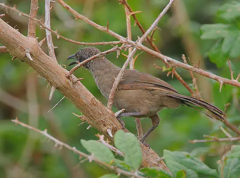 鳞羽鸫鹛