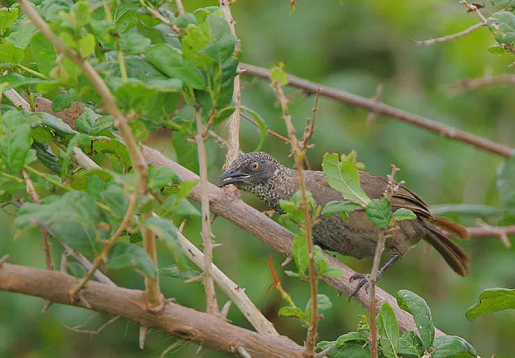 鳞羽鸫鹛(Turdoides squamulata)