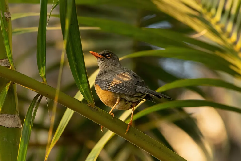 东非鸫(Turdus abyssinicus)