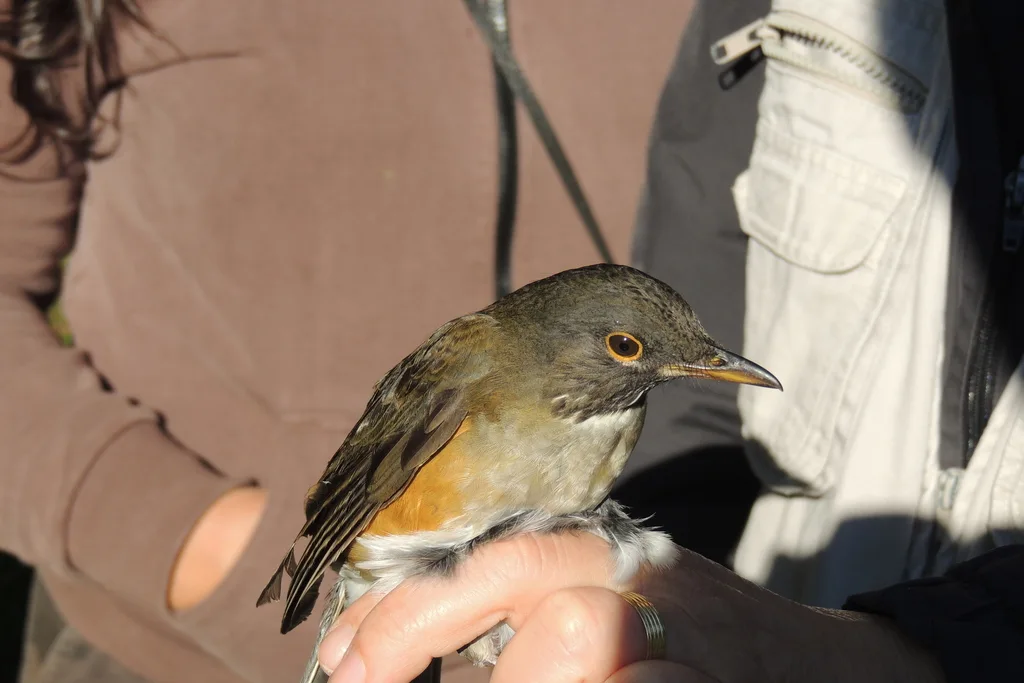 南美白颈鸫(Turdus albicollis)