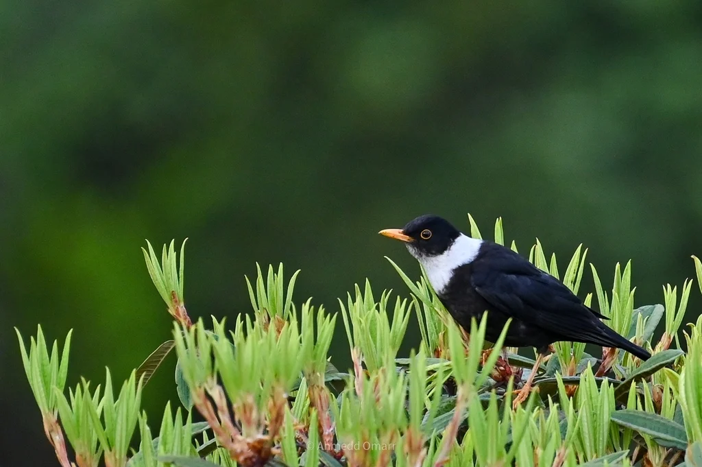 白颈鸫(Turdus albocinctus)