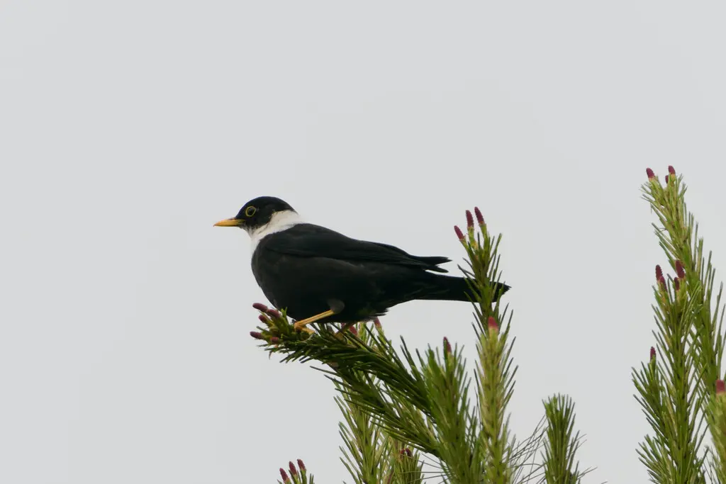 白颈鸫(Turdus albocinctus)
