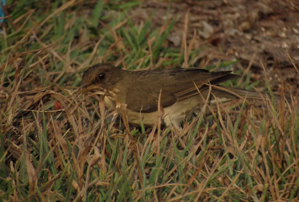 淡腹鸫(Turdus amaurochalinus)