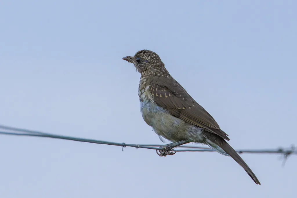 淡腹鸫(Turdus amaurochalinus)
