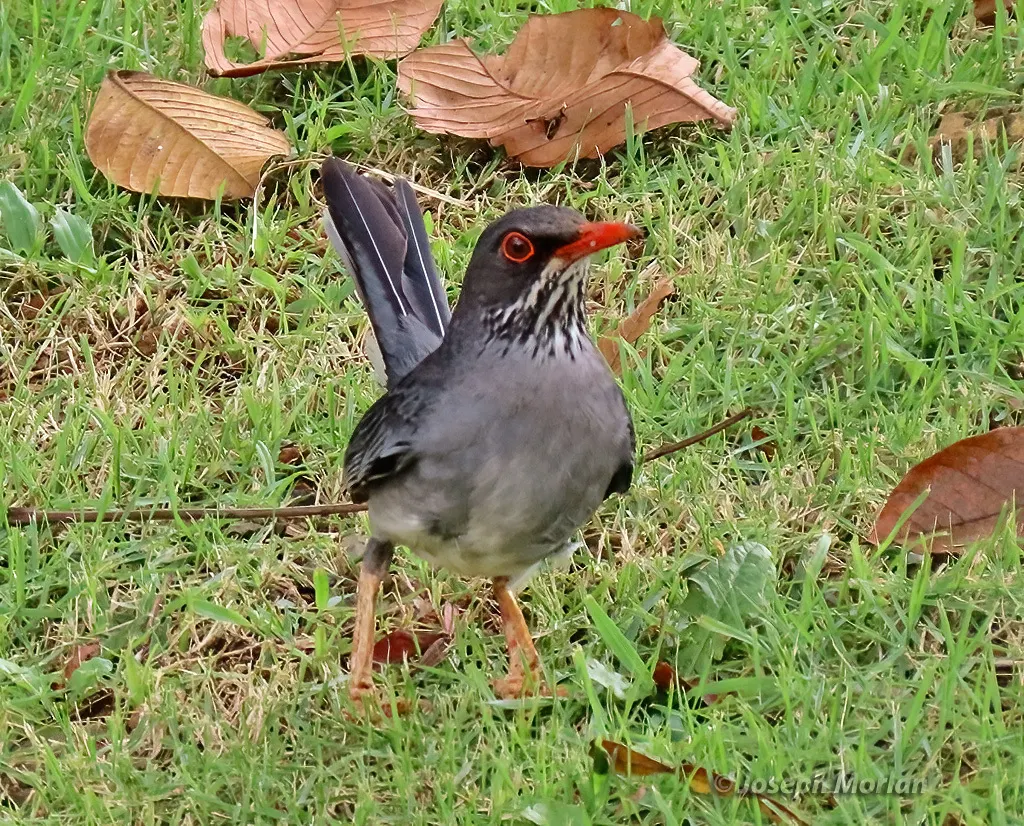 Turdus ardosiaceus（Turdus ardosiaceus）