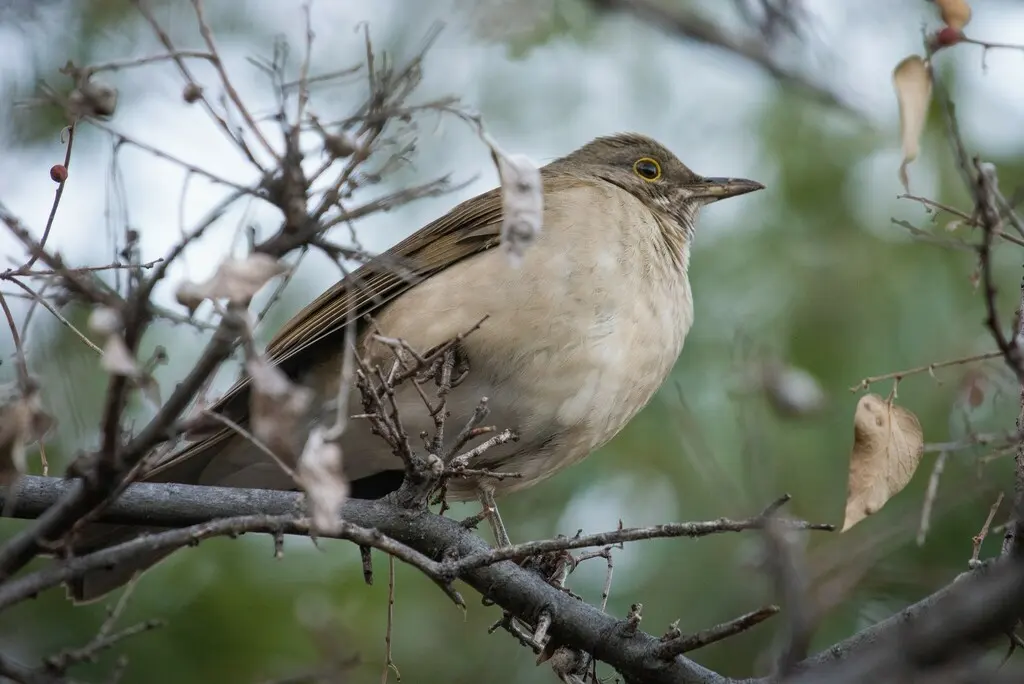 白喉鸫(Turdus assimilis)