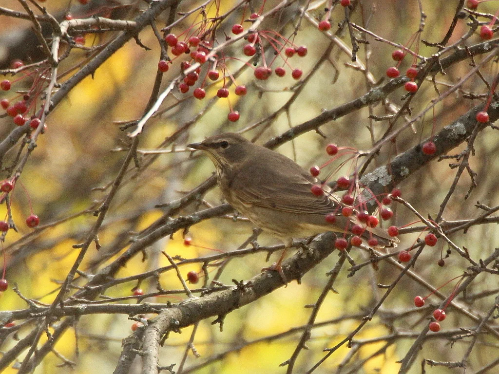 黑喉鸫(Turdus atrogularis)