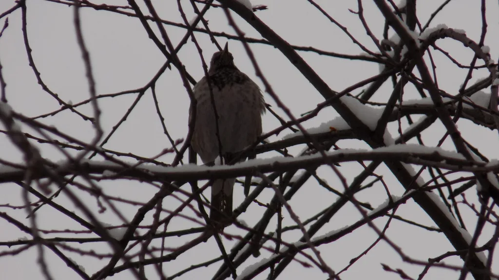 黑喉鸫(Turdus atrogularis)