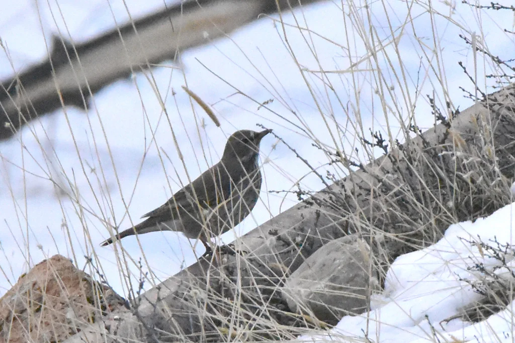 黑喉鸫(Turdus atrogularis)