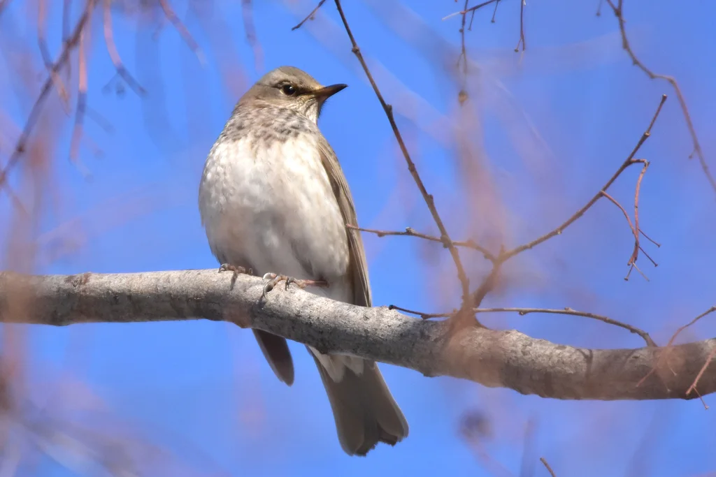 黑喉鸫(Turdus atrogularis)