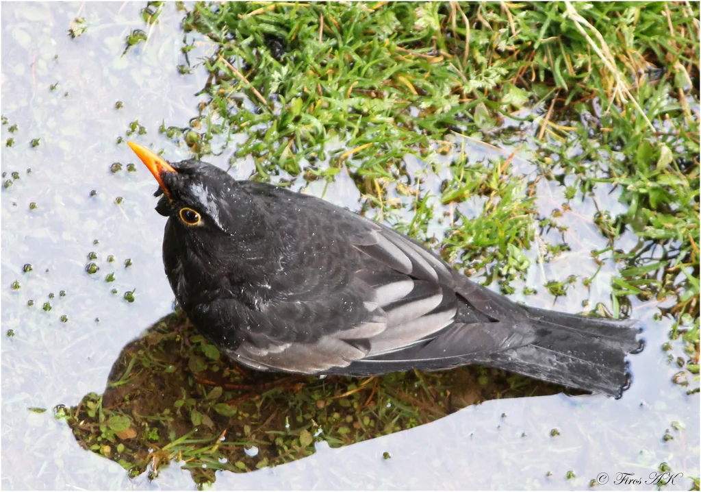灰翅鸫(Turdus boulboul)