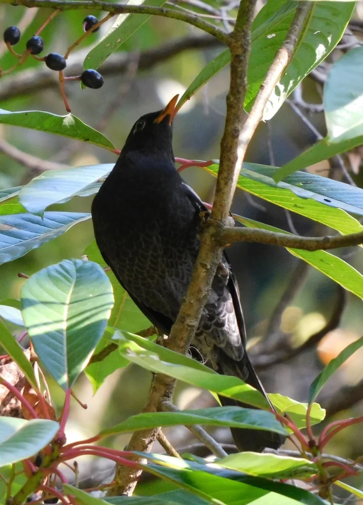 灰翅鸫(Turdus boulboul)